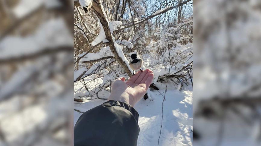 黑顶山雀栖息在人的手上