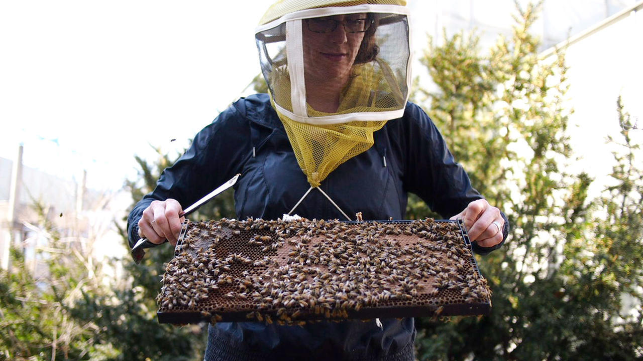 生物科学副教授希瑟马提拉检查一群蜜蜂。