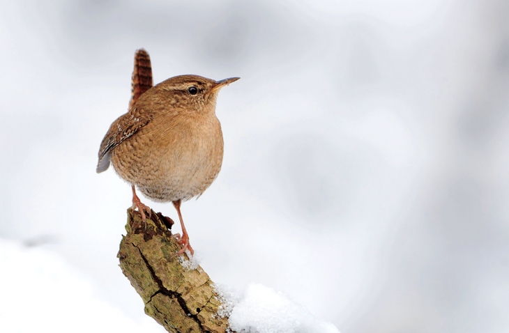 A winter wren perches on a snowy branch.
