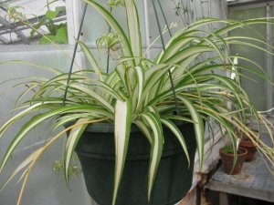 蜘蛛植物