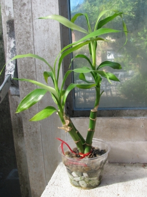 幸运竹
