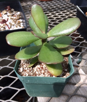 玉石植物