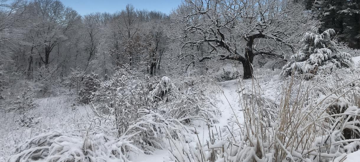 蓝天下雪冬的可食生态系统