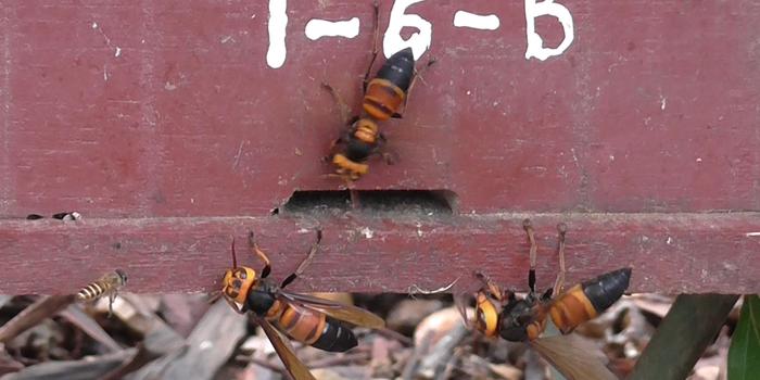 大黄蜂攻击蜜蜂蜂巢在越南作为一个群体。