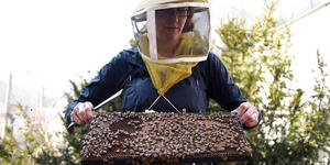 Associate professor of biological science Heather Mattila examines a group of bees.