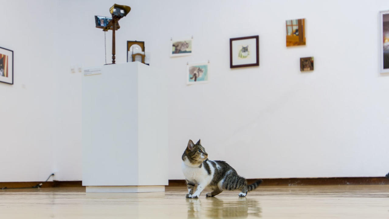 一只猫观点关于猫的一个艺术展览