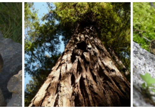 Three Species of Concern in the Western US