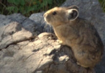 Mapping probable future suitable habitats of species of concern using climate change forecasts
